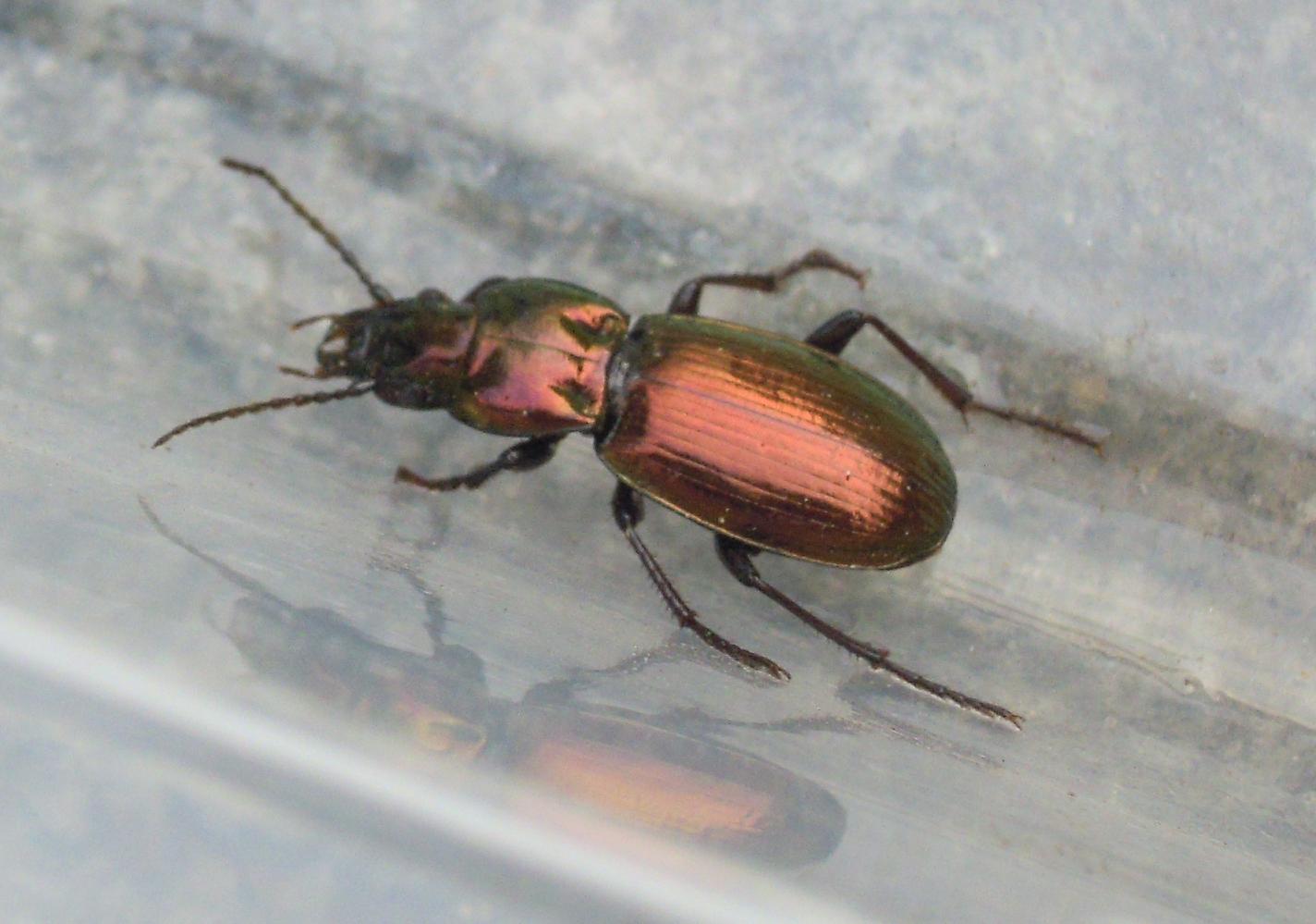 Pterostichus (Oreophilus) externepunctatus